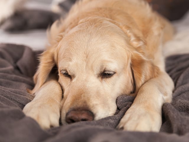 寝そべる犬